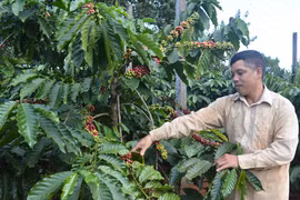 Bí thư Đảng ủy xã Ia Kênh làm kinh tế giỏi