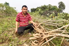 Giống mì HN3, HN5 kháng bệnh, năng suất cao