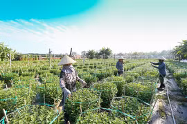 Sấp ngửa mùa hoa Tết