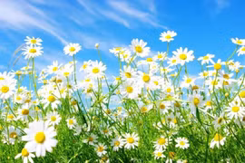 Thơ Nguyễn Đăng Độ: Chưa một lần về