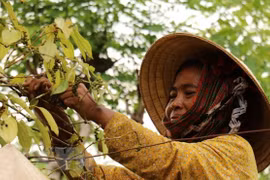 Việt Nam vẫn xuất khẩu hồ tiêu đứng đầu thế giới với 44,2% thị phần