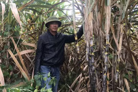 Người tiên phong trồng mía mắt mầm ở Gia Lai
