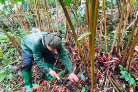 Khám phá thảo dược Việt: 'Vua' thảo quả Tây Côn Lĩnh