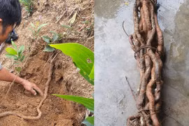 Khám phá thảo dược Việt: 'Ma rừng' hà thủ ô