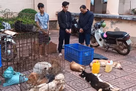 Tóm gọn nhóm mang súng bắn điện, hung khí từ Lâm Đồng qua Đắk Nông trộm chó