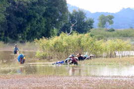 Đắk Lắk khan hiếm nước sản xuất: Người dân ở vựa lúa lớn nhất Đắk Lắk trắng tay sau lũ