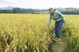 Cánh đồng lúa một giống chất lượng cao: Đa lợi ích