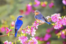 Ngóng xuân cùng hoa lá