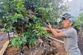 Độc đáo nghệ thuật bonsai