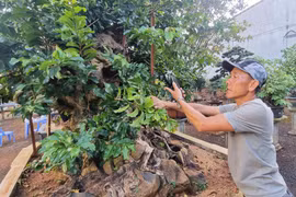 Độc đáo nghệ thuật bonsai