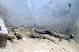 Krông Pa: Nuôi kỳ đà mang lại hiệu quả kinh tế cao