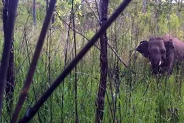 Giải cứu voi rừng bị dính bẫy thú