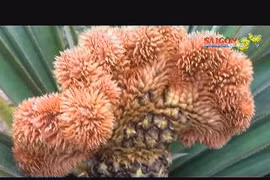 Độc lạ thơm đuôi phụng, thích hợp trưng mâm ngũ quả ngày tết  