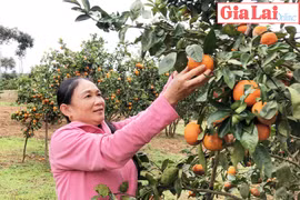 Rộn ràng mùa cam quýt bên hồ Vĩnh Sơn B