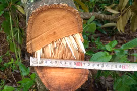 Điều tra vụ phá hoại vườn sầu riêng của người dân ở Lâm Đồng