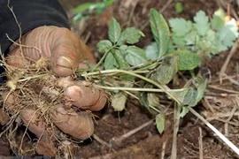 Kon Tum phấn đấu có 10.000 ha sâm Ngọc Linh vào năm 2030