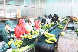 Nông sản Gia Lai rộng hướng trời Tây