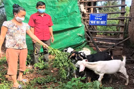 Đa dạng hình thức hỗ trợ nông dân Gia Lai phát triển sản xuất