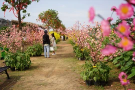 Du lịch TP. Hồ Chí Minh tăng tour, tuyến về đêm dịp Tết Nguyên đán