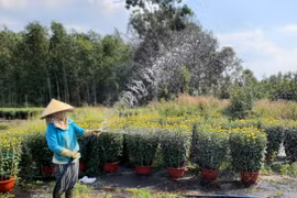 Nông dân thắng đậm mùa hoa cúc bán sạch trước tết, đặt hàng sẵn cho năm sau  