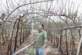 Nghề "săn" đào bán Tết