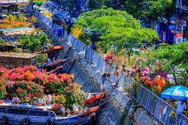 Năm điểm ngắm hoa tết rực rỡ nhất phương Nam  