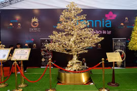 Cận cảnh cây mai mạ vàng lớn nhất Việt Nam được chào giá gần 6 tỉ đồng  