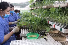 Lâm Đồng: Thưởng Tết Nguyên đán Quý Mão 2023 thấp nhất 200.000 đồng/người