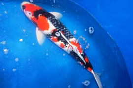 Có nên phóng sinh cá Koi thay vì cá chép ngày ông Công, ông Táo?