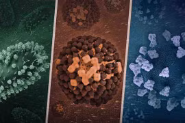 Nghiên cứu vaccine thế hệ mới phòng ngừa virus gây bệnh đường hô hấp  