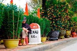 Khóc cười cùng hoa tết  