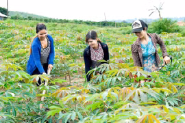 Chuyện cây mì trên đất Gia Lai