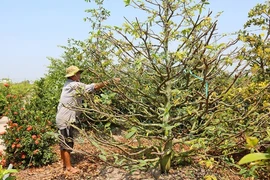 Làng mai khởi sắc giữa chốn bưng biền