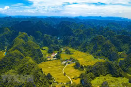 Vẻ đẹp mùa lúa chín vàng bao quanh đền cổ Thái Vi