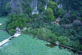 Mùa sen ở chùa Bích Động - Vẻ đẹp thần tiên khó cưỡng