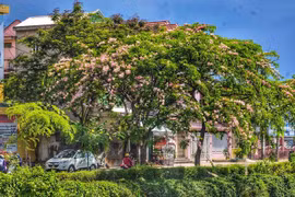 Mê mẩn ngắm nhìn muồng hoa đào xứ Huế tỏa hương thơm khoe sắc hồng