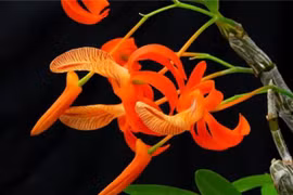 Loài lan đơn cam đẹp rực rỡ, dân 'sành lan' Việt mê mẩn