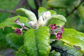 Con người khiến thực vật biến mất nhanh hơn gấp 500 lần