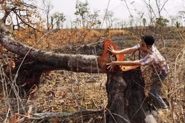 Rừng Tây Nguyên vẫn "chảy máu"