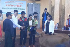 Tặng bò giống cho hộ nghèo