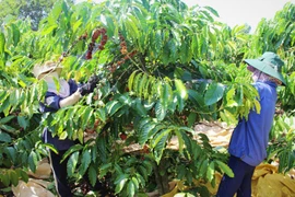 Đak Đoa sẽ tái canh 300 ha cà phê