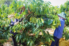 Đak Đoa sẽ tái canh 300 ha cà phê