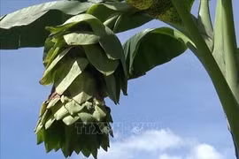 Loài chuối kỳ lạ, không chịu "đẻ con", toàn thân đều là thuốc