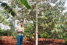 Thu nhập khá nhờ xen canh cây ăn quả