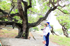 Cây di sản ở Trường Sa