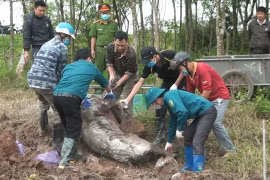Nguy cơ vỡ trận dịch tả lợn châu Phi, Thủ tướng ra công điện khẩn