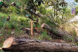 Lâm Đồng xử lý trách nhiệm người đứng đầu khi để xảy ra phá rừng