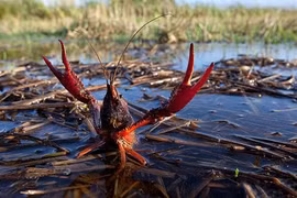 Bát nháo kinh doanh tôm hùm đất, Phó Thủ tướng yêu cầu kiểm tra gấp