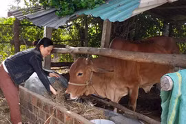 Phụ nữ Tân An giúp nhau thoát nghèo