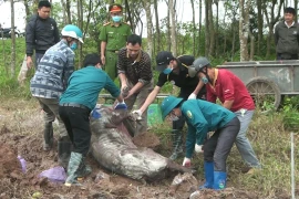 Nguy cơ vỡ trận dịch tả lợn châu Phi, Thủ tướng ra công điện khẩn